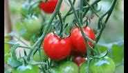 My Secret For Great Container Tomatoes