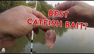 How To Catch Catfish From The Bank | Catfishing Bait, Rigs, & Tips!