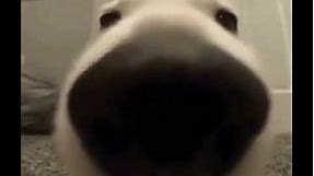 Dog sniff meme
