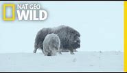 For Musk Ox in Siberia, It's a Cold Life | Wild Russia