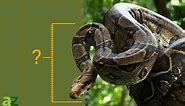 Discover the Largest Boa Constrictor Ever Caught