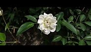 How to grow & care Rosa Banksiae ( Alba Plena ) White Lady Rose Vine