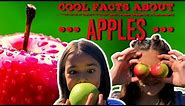 Apple Facts | Facts About Apples For Kids