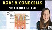 Rods and Cone cells: Photoreceptors in the human retina. A-level Biology Nervous System