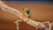 5 Cool Facts about Red-Eyed Tree Frogs | Pet Reptiles