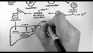 Bilirubin 1 - Bilirubin Pathway