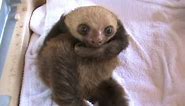 The Funniest Baby Sloth Video Ever!!!