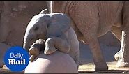 Baby elephant plays with her huge ball in the Reid Park Zoo - Daily Mail