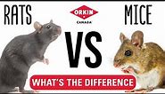 What is the Difference Between Mice and Rats | Orkin Canada