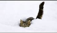 The Best Of Funny Cats Discovering and Playing in Snow [NEW]