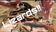Lizards of South Africa. (lizard scavenger hunt)