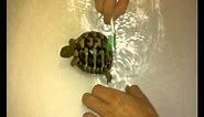 How to bath a tortoise!