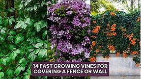 14 Fast Growing Vines for Covering a Fence or Wall #vines #fence #climbingplants