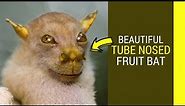 Tube nosed fruit bat facts Amazing facts about this weird creature
