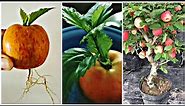 Unique skills how to grow Apple tree from Apple leaves how to make a Apple tree very easily