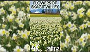 4K Blooming Tulips & Daffodils for Tablet & iPhone - Skagit Valley Flower Fields - Relaxing Video #2