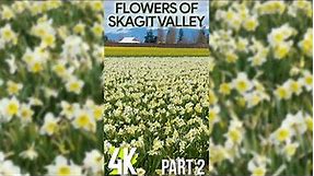4K Blooming Tulips & Daffodils for Tablet & iPhone - Skagit Valley Flower Fields - Relaxing Video #2