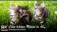 Kittens 4K - Cute Kitten Videos in 4K - Most Adorable Pets of all time