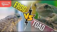 Frog vs Toad: What's the Difference? 🐸