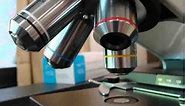 How To Use a Compound Light Microscope: Biology Lab Tutorial