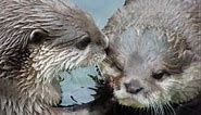 Otters in Love (Holding Hands in a Stream) - The Song