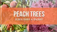 Peach Trees: Bare Root & Dwarf | What you need to know