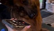 Adorable Dog Phone Call
