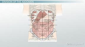 Organs in the Four Abdominal Quadrants