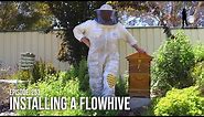 Urban Beekeeping for Beginners: Backyard Beekeeping using a Flow Hive Set Up | The Bush Bee Man
