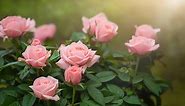 13 Types of Pretty Pink Roses