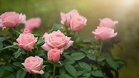 13 Types of Pretty Pink Roses