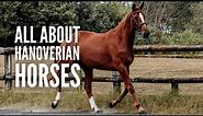 Hanoverian Horses 101: All You Need to Know