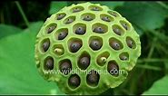 Trypophobia alert! Mature seed pod of a Bhartiya Kamal or Lotus, ready to expel seeds into the pond