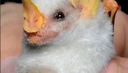 Cute white Honduras bat