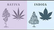 What's the difference between indica and sativa?