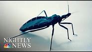 Health Officials Warn Deadly Kissing Bugs Spreading North In U.S. | NBC Nightly News