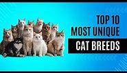 Top 10 most unique cat breeds you need to see.