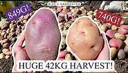 Huge 42kg Potato Harvest!(MY BEST & BIGGEST POTATOES YET!) - 120 Days