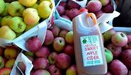 How apple cider is made