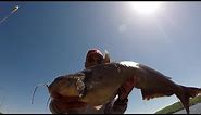 How To Use Live Bluegill For BIG Catfish