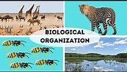 Organization of Ecosystems - Organism, Population, Community