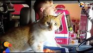 Stray Cat Shows Up At Fire Station And Moves Right In With Firefighters | The Dodo