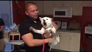 Shiba Inu reunited with her owner at Wags