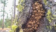 Oregon Humongous Fungus Sets Record As Largest Single Living Organism On Earth