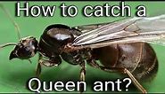 Tips on catching Queen ants In india.
