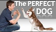 How to Choose the Best Dog for YOU!