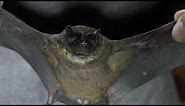 Miller's Mastiff Bat