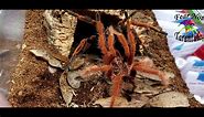 Pamphobeteus sp solaris (Colombian Pink Sunburst) tarantula breeding