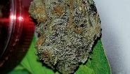 Purple Punch | Marijuana Strain Reviews