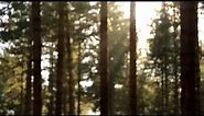 Blurry Trees Realistic Animation (loopable)